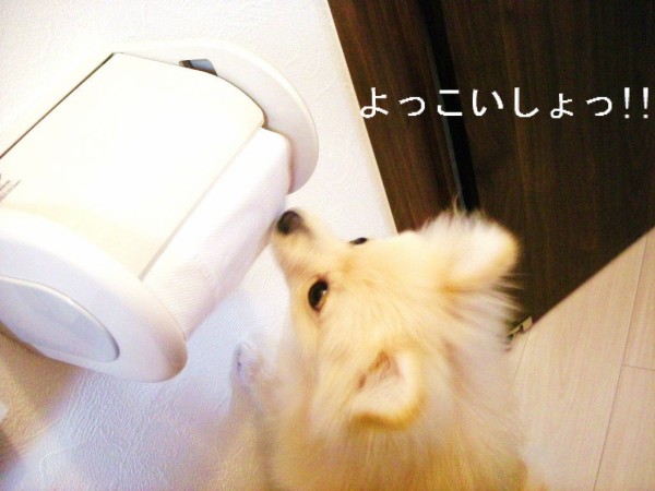 トイレットペーパーを食べるポメラニアン ポメラニアン ポン太 の日記