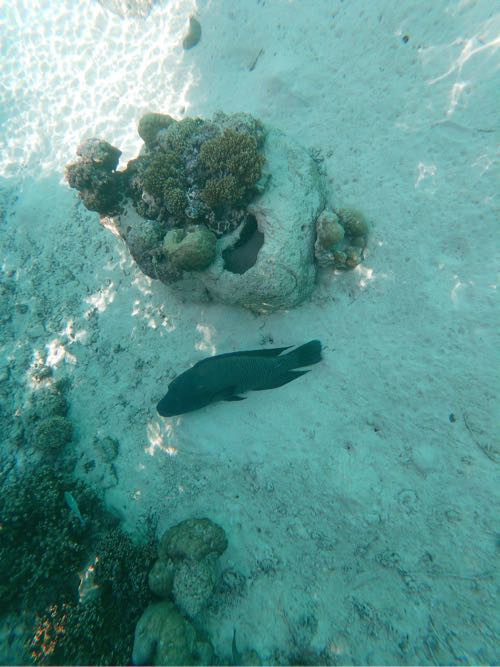 巨大ナポレオンフィッシュ サメの餌やりタイムは楽しいし勉強になるよ セントレジス ボラボラ７ ハワイネコ ブログ