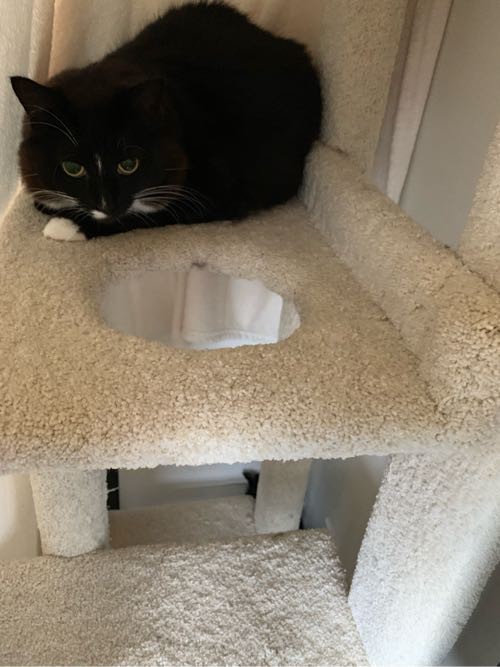 ハイカロリーパンセット 縦ねこ 夜おやつ ごはん日記 ハワイネコ ブログ