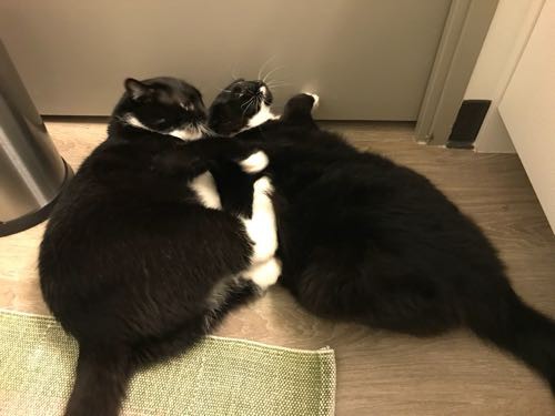 ぽちが大好きなイジメっ子たま 猫日記 ハワイネコ ブログ