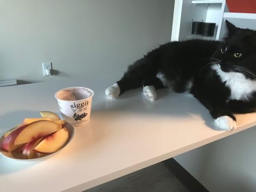 aa ねこ病院 ジェノバソース アヒステーキ おやつ カロリー制限ごはん日記 ハワイネコ ブログ