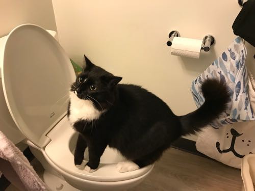 １００セイルズのハッピーアワー 海 ３ヶ月で９kg減 ダイエットごはん日記 ハワイネコ ブログ