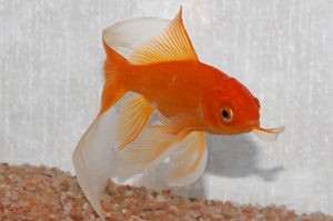 うちの金魚のコメットさん Diary