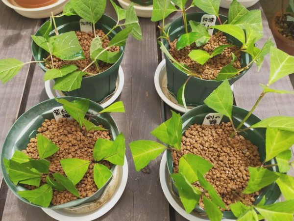 山アジサイの挿し木とバラの切り花 あだのlineスタンプとクリローと