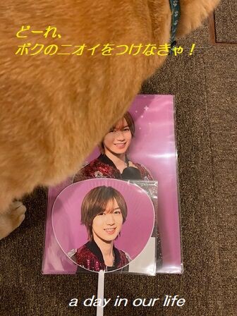 しめちゃんグッズとサーニン A Day In Our Life