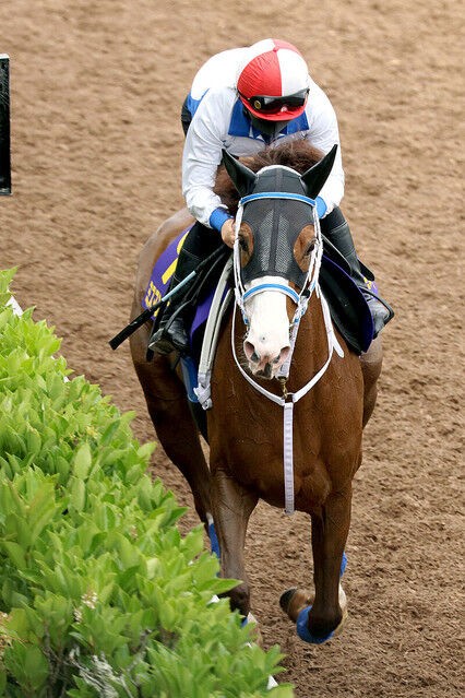 人馬共に重賞未勝利 ミスマンマミーア 岩田望来騎手で宝塚記念参戦へ 週末は落ち武者