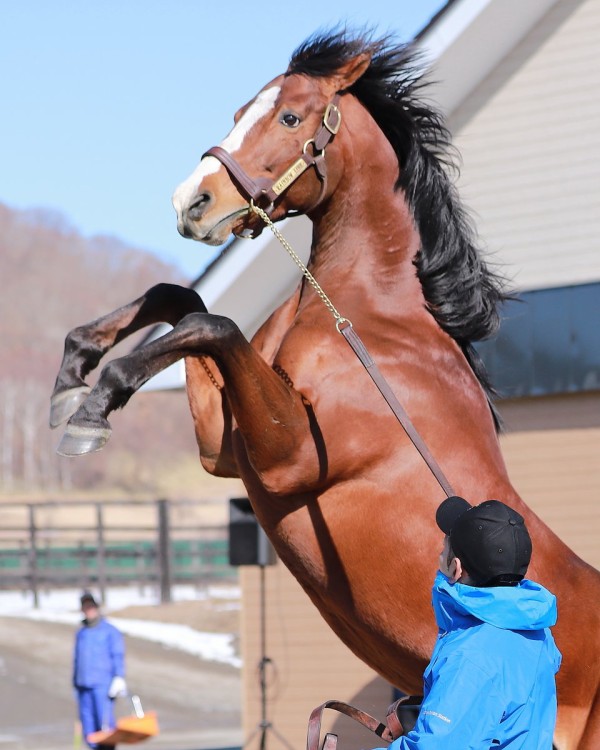 種牡馬展示会 ゴールドシップさん今年も直立不動を披露ｗｗｗｗｗｗ 週末は落ち武者 競馬まとめ