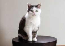 まこという名の不思議顔の猫の家 連載スタート Adieu Tristesse Press Diary