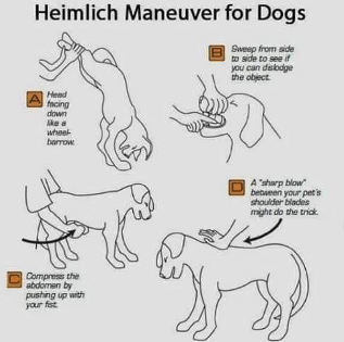 犬のハイムリッヒ法 Adorkableのblog