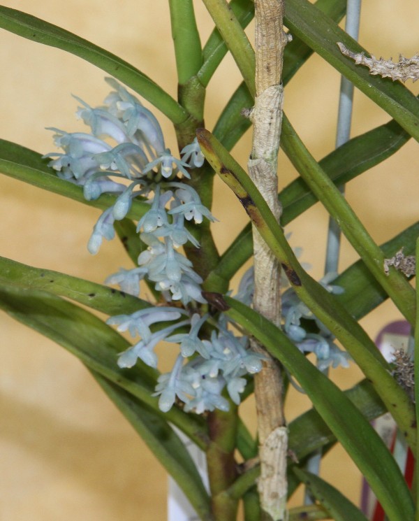 期間限定特価‼️［洋蘭原種］Vanda lamellata（実生株） Yahoo!オークション -「洋蘭バンダ」の落札相場・落札価格