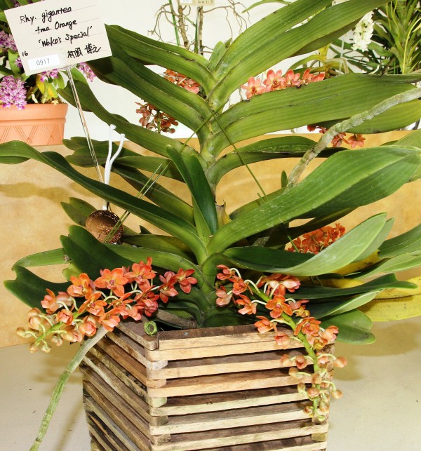 蘭花 シラン：トキ色三蝶咲シラン3号ポット の通販 | 園芸ネット