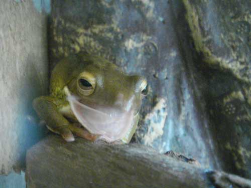 脱皮前はお風呂に入るんだ カエルハウスキーパー