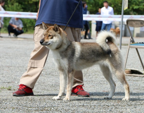 日本犬保存会 19年秋季展覧会 三多摩展 Vol 2 四国犬編 Life With Ranran Lili