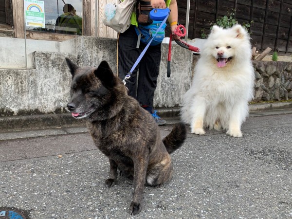 長毛秋田犬 Life With Ranran Lili
