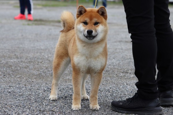 ★柴犬★福雀 SANTORY×笑点☆未使用•未開封品☆ 実家のワンコも来てみんなで集合写真🐕 久しぶりに9匹集まるとわ