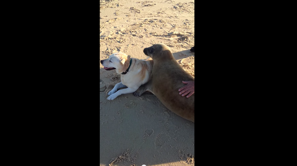 かわいい 犬に甘えるアザラシが話題に アニマルｘ