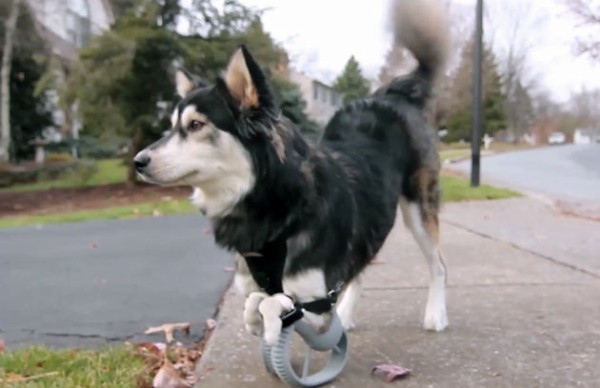 3dプリンターが犬を助けた 義足を手に入れた犬 アニマルｘ