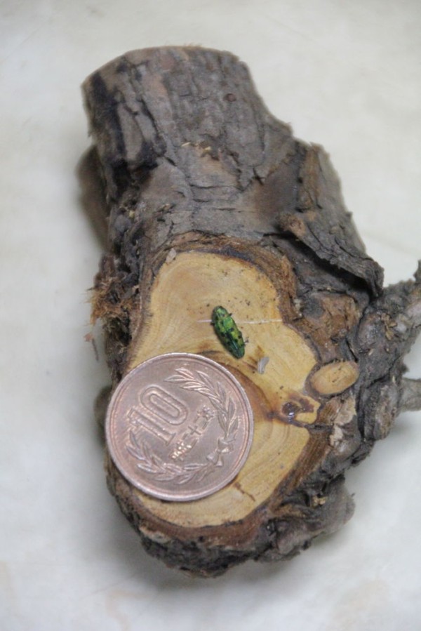 ヒノキ サワラ ビャクシン等コニファーの害虫 田中 哲のブログ