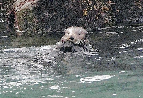 ラッコ 根室沖で繁殖か そっと見守って 花咲ガニを食べる姿も アゲハ速