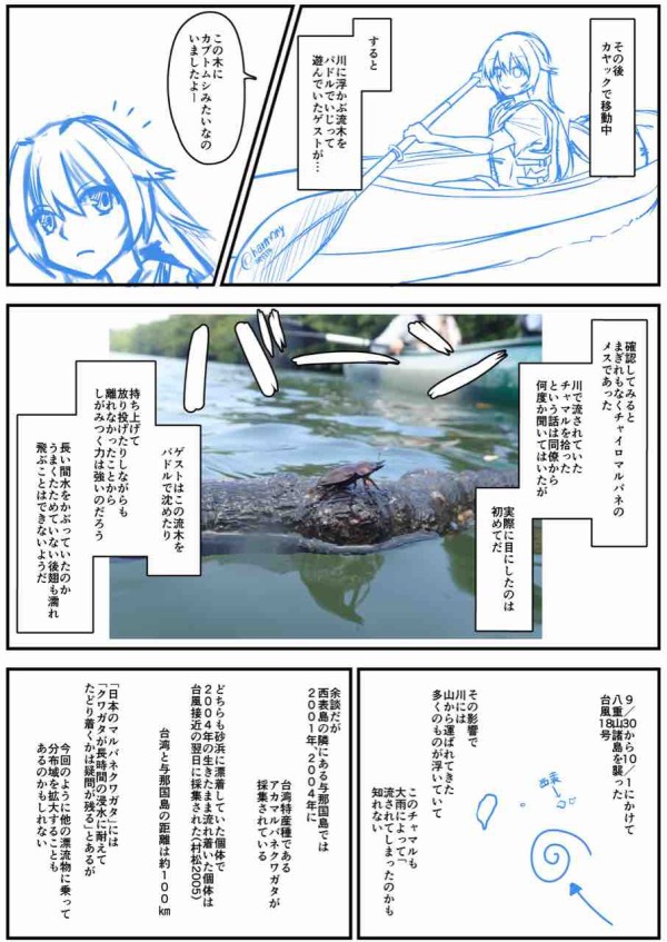 西表島のチャイロマルバネクワガタ採集記 : ばいおの採集日記