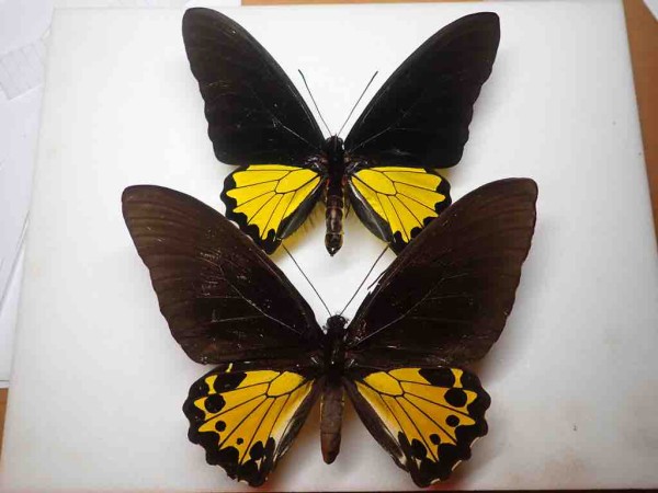 インセクトFan2022購入標本 : ばいおの採集日記