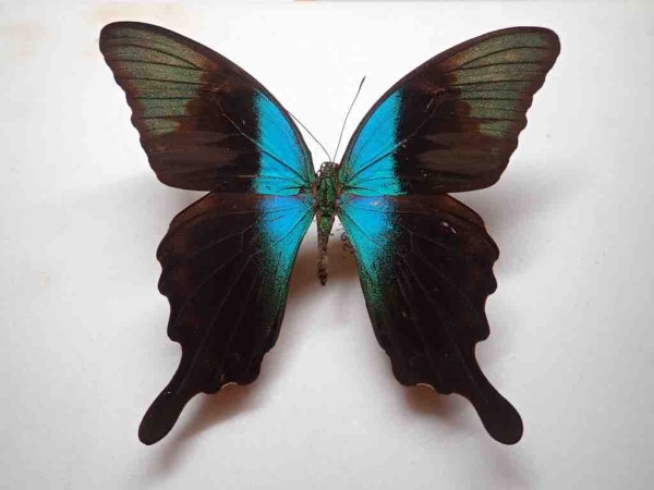 サルオガセ 乾燥標本 希少 珍品 インセクトFan2022購入標本 : ばいおの採集日記