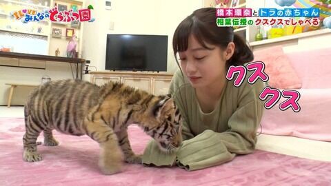 画像 橋本環奈 動物を愛でる番組で前かがみになり谷間を惜しげもなくスタッフに晒してしまうｗｗｗｗｗｗｗｗｗ あはは