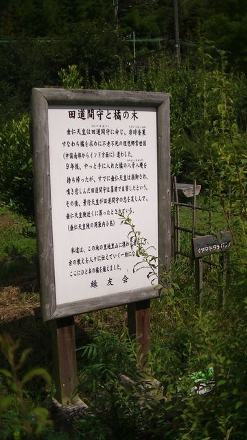 田道間守と橘の木 奈良市五条 Ahisats3のブログ