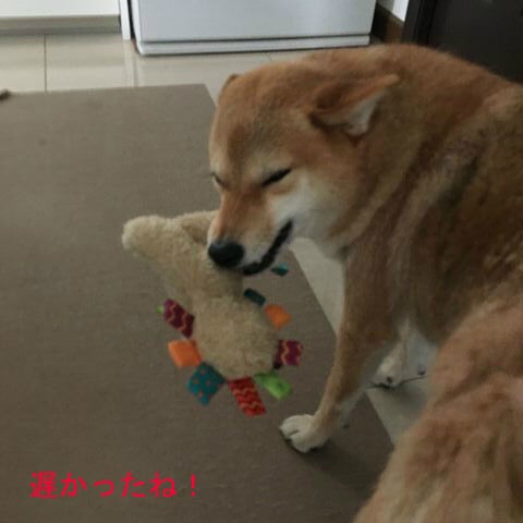 柴犬 多頭飼いの 散歩 瀬戸柴 あいか