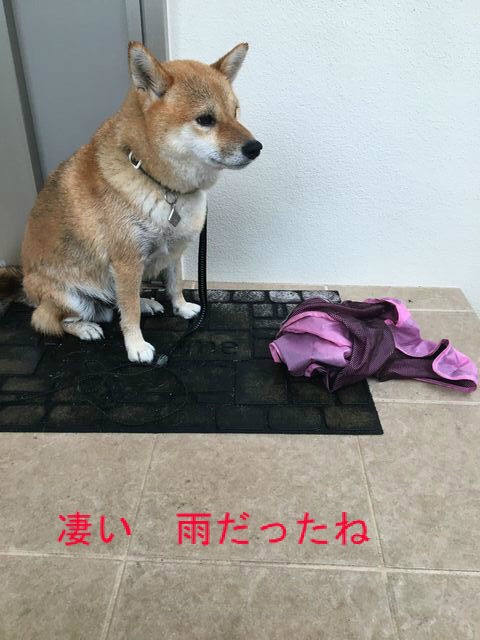 土砂降りの朝散歩 ずぶ濡れ柴犬 瀬戸柴 あいか