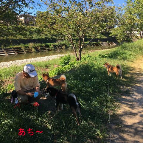 お家プールで泳ぐ 柴犬達と子供達 瀬戸柴 あいか