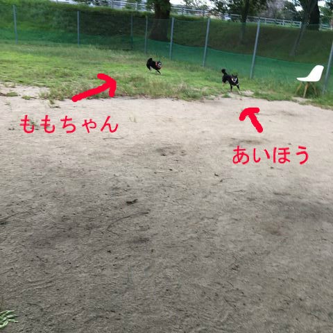 ドックラン 走る柴犬達 瀬戸柴 あいか