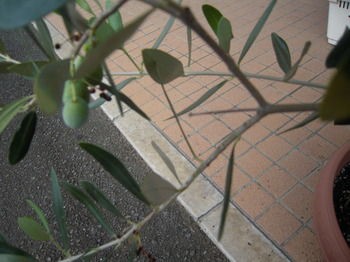 家庭菜園にトライ 1年中茂る銀葉に白い花 オリーブをお庭で植えて楽しみましょう 藍色工房 あいいろこうぼう オフィシャルブログ