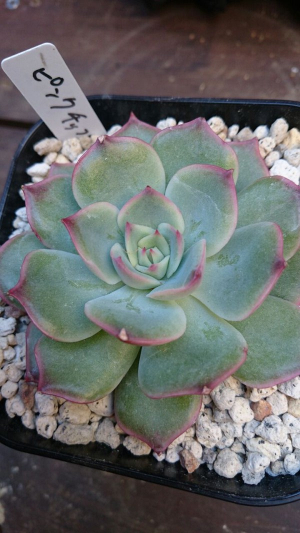 軽石を表土に 祝ザラゴーサ系お迎え あいたろう多肉植物日記