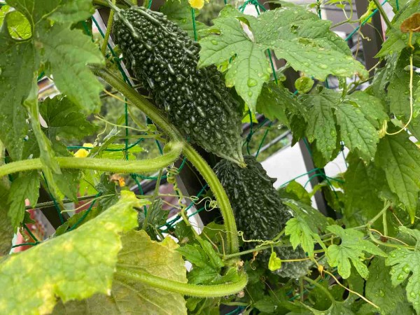 ゴーヤを初収穫 ドナウの東か 遥かもっと東から