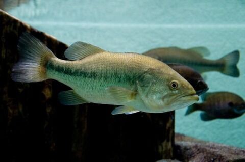 ブラックバスの季節による行動 シーズナルパターンを学ぼう 釣りたいバス釣り日記