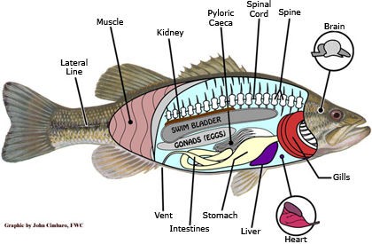 ブラックバスの習性と生態 バスの口は味覚を感じているのだろうか 釣りたいバス釣り日記