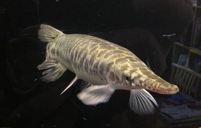 そのうち 琵琶湖でカバが水浴びするかもしれない 坂本馨の組長と呼ばれる愛隣保育園長 キャシャーン