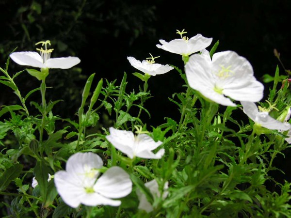 野村克也の名言 君が花なら僕は草だｗ これ おんjオールジャンル