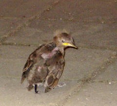 Merlo ツグミの一種の黒歌鳥 北イタリア ピエモンテの田舎で暮らして