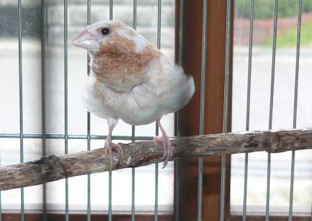 南天の木を切る 小鳥たちの止まり木づくり 元さんの藍と鳥ワールド