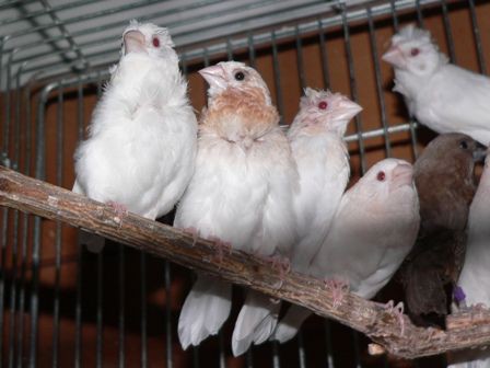 芸術 それとも遺伝子科学 芸物ジュウシマツとは 元さんの藍と鳥ワールド