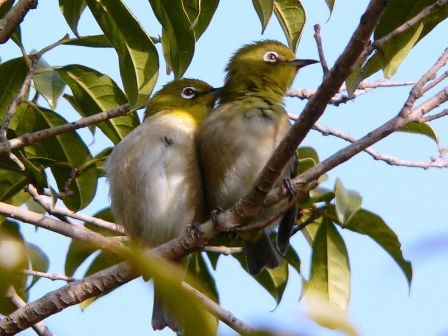 乙女のはじらい メジロと紅梅 元さんの藍と鳥ワールド