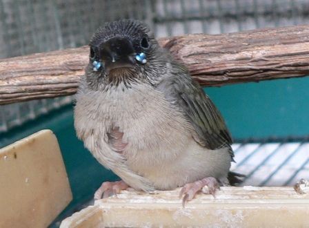 巣立ちしたコキンチョウの雛 : 元さんの藍と鳥ワールド