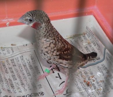 好天気なのになぜか眠い日だから一人ぼっちの子ら 元さんの藍と鳥ワールド