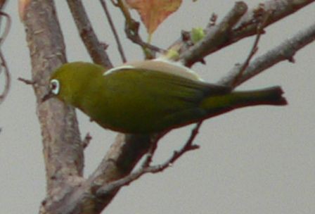 秋のメジロはのんびり スズメもいっしょに柿やプラムにつく虫をたべる 元さんの藍と鳥ワールド