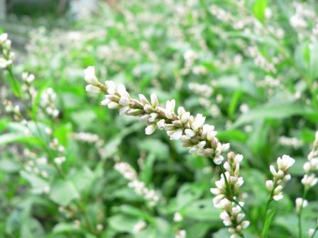 藍の花が満開です 元さんの藍と鳥ワールド