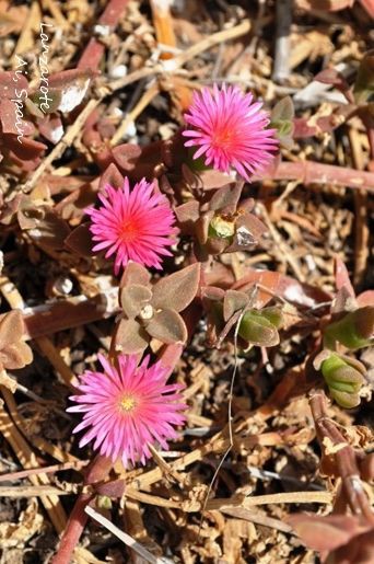 カナリア諸島lanzaroteに咲く花たち ウィーン生活 そしてカナダへ