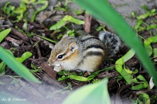 シマリスの赤ちゃん ウィーン生活 そしてカナダへ