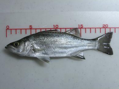 １００均の使えるグッズ 魚用メジャー アジ のち メバル 所により一時 アラカブ